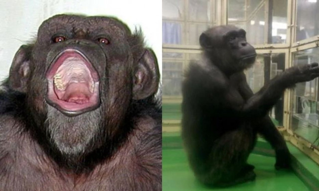 Πέθανε ο χιμπατζής που είχε χαρακτηριστεί «ιδιοφυΐα» - Αναγνώριζε γράμματα, αριθμούς και χρώματα