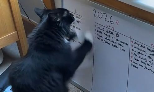Γυναίκα έγραψε τους στόχους του 2026 σε πίνακα - Η viral αντίδραση της γάτας της - Βίντεο