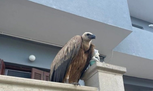 Ρέθυμνο: Ένας απρόσμενος επισκέπτης στο Γεράνι εντυπωσίασε τους κατοίκους