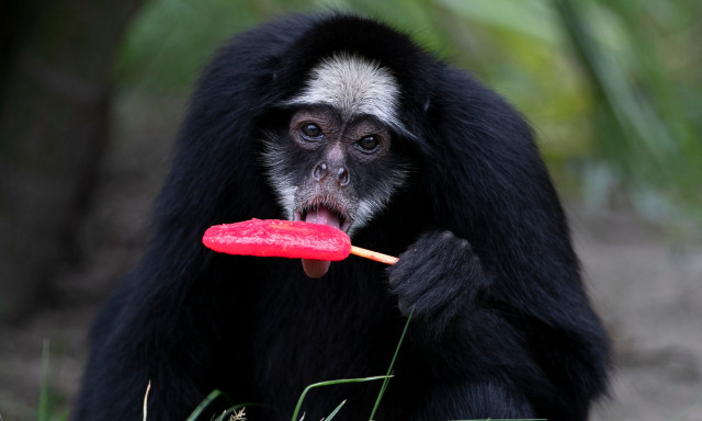 Βραζιλία: Δίνουν παγωτά και γρανίτες σε ζώα ζωολογικού κήπου λόγω καύσωνα