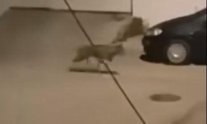 Χαϊδάρι: Λύκος εντοπίστηκε να περιπλανιέται σε δρόμο - Οδηγίες του Δήμου προς τους πολίτες