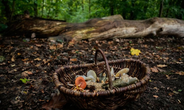 Καλιφόρνια: Τρεις θάνατοι και 30 δηλητηριάσεις από μανιτάρια «θανάτου»