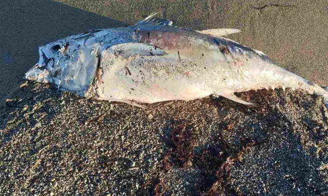 Τεράστιο ψάρι ξεβράστηκε στην παραλία της Αμμουδάρας – Φωτογραφίες