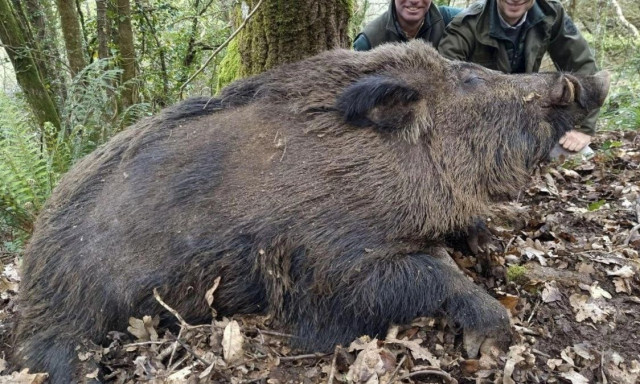 Το θαύμα της φύσης: Ο «υπερ-αγριόχοιρος» που μπορεί να φτάσει τα 200 κιλά