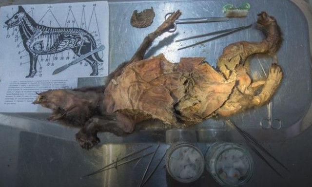 Δείγμα τριχωτού ρινόκερου στο στομάχι αρχαίου λύκου - «Αυτό δεν έχει γίνει ποτέ πριν»