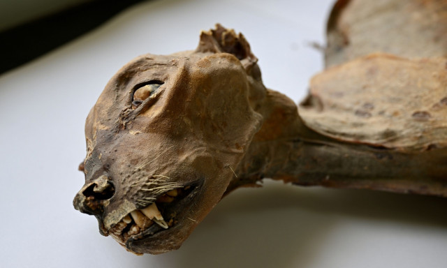 Επιστήμονες ανακάλυψαν μουμιοποιημένα τσίτα σε σπηλιές στην Σαουδική Αραβία - Δείτε φωτογραφίες