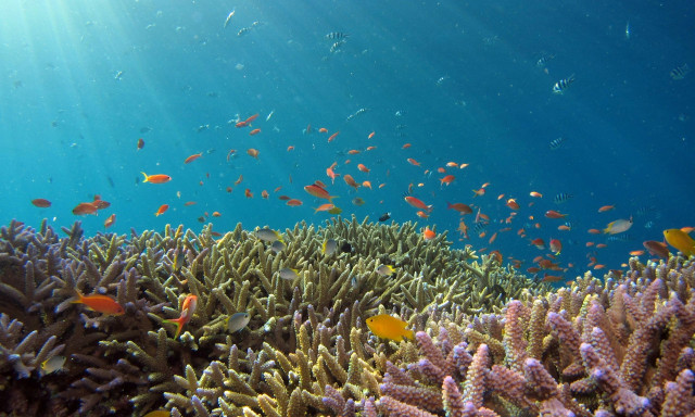 «Σούπερ-κοράλλια» στον Μαυρίκιο: Το πείραμα που νίκησε την κλιματική αλλαγή