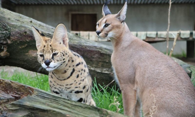 Γαλλία: Σπάνια αιλουροειδή κατασχέθηκαν από τις τελωνειακές αρχές - Φωτογραφίες