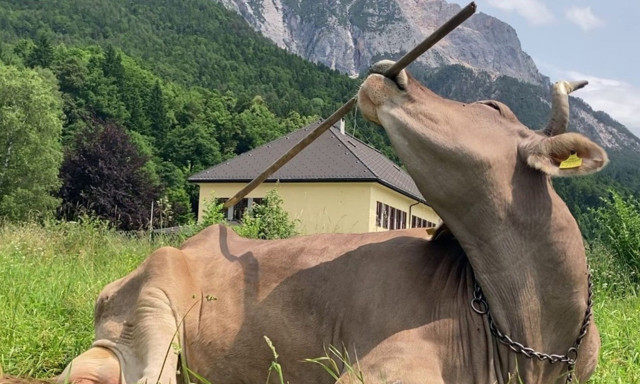 Αυστρία: Αγελάδα χρησιμοποιεί σκούπα για να... ξύσει την πλάτη της - Δείτε βίντεο