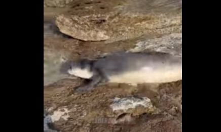 Σύρος: Σπάνια εμφάνιση νεαρής φώκιας - Κοιμόταν στα βράχια