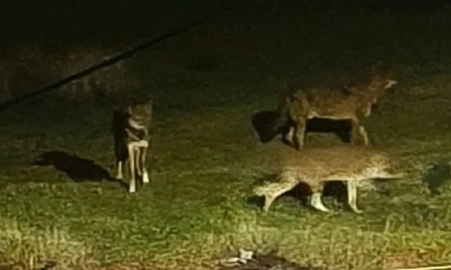 Λύκοι στο Πανόραμα Θεσσαλονίκης - Αρκούδα κάνει βόλτες σε χωριό της Κοζάνης