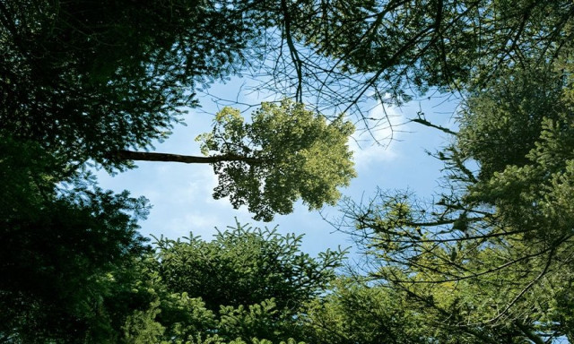 Vodafone Smart Forest - Προστατεύοντας τα δάση μας