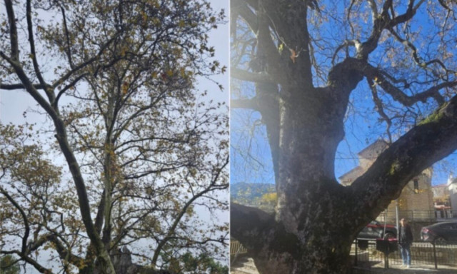 Χωριό της Λάρισας «φιλοξενεί» πλάτανο 850 ετών - Κηρύχθηκε διατηρητέο Μνημείο της Φύσης