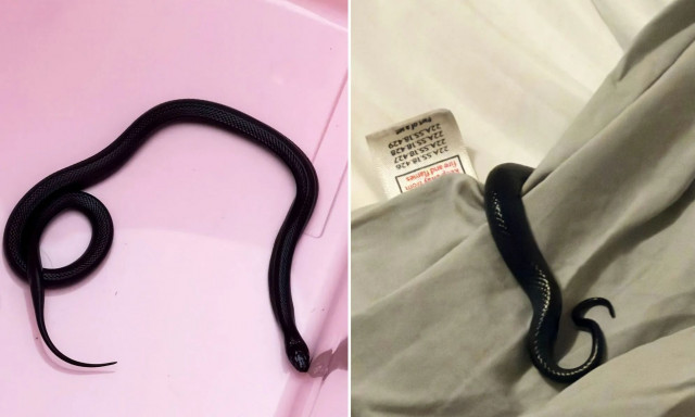 Xειρότερος εφιάλτης: Μαύρο βασιλικό φίδι κρυβόταν κάτω από το μαξιλάρι της, αλλά δεν ξέρει από πότε