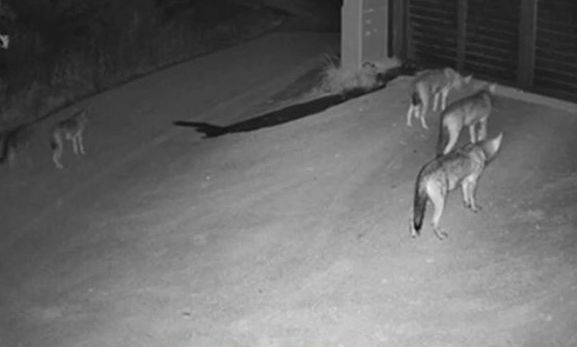 Θεσσαλονίκη: Λύκοι έφτασαν μέχρι την πόρτα σπιτιού στο Πανόραμα - Βίντεο