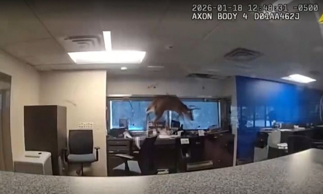 Νέα Υόρκη: Ελάφι «εισέβαλε» σε τράπεζα από το... παράθυρο