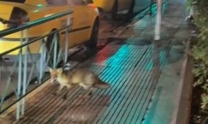 Αλεπού έκανε νυχτερινές περιπλανήσεις στο... Κολωνάκι - Δείτε βίντεο