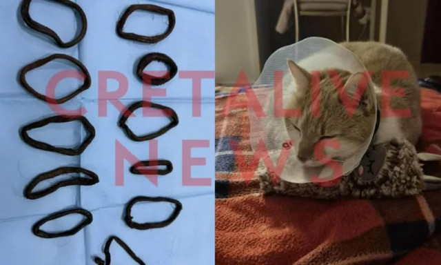 Ηράκλειο: 11 λαστιχάκια μαλλιών βρέθηκαν στο στομάχι γάτας - Υποβλήθηκε σε χειρουργική επέμβαση