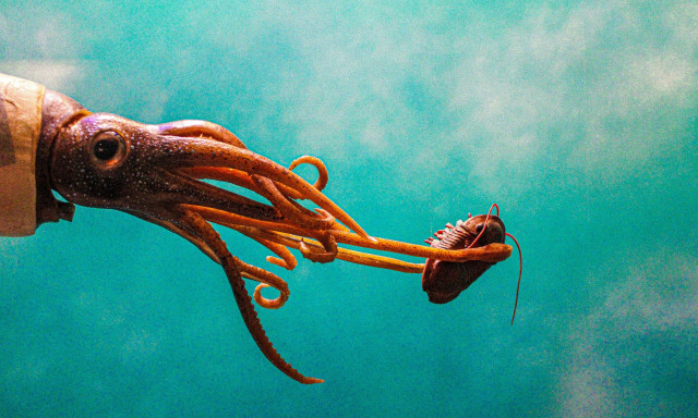 Γιγάντια καλαμάρια έκαναν την εμφάνισή τους στη Μαρίνα Ρεθύμνου