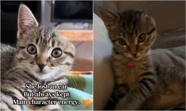 Η ιστορία της Βίνι: Το γλυκό γατάκι με το ένα αυτί που έχει «λιώσει» το διαδίκτυο – Δείτε βίντεο