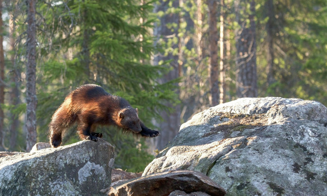 Κολοράντο: Σχέδιο για την επανένταξη του αδηφάγου έπειτα από έναν αιώνα απουσίας