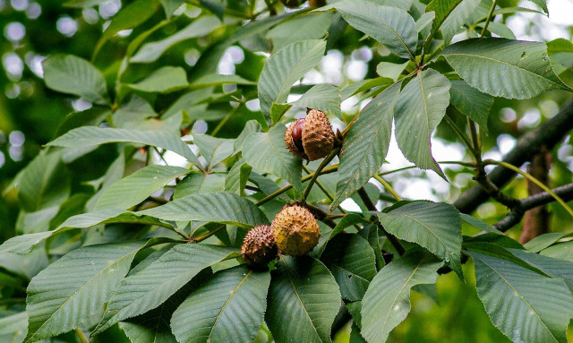 Η «αντεπίθεση» της αμερικανικής καστανιάς - Η φύση δίνει μαθήματα επιβίωσης