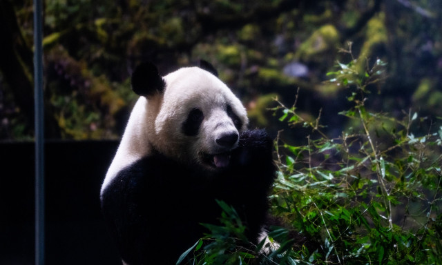 Η Ιαπωνία αποχαιρετά τα τελευταία της πάντα - Επιστρέφουν στην Κίνα εν μέσω τεταμένων σχέσεων