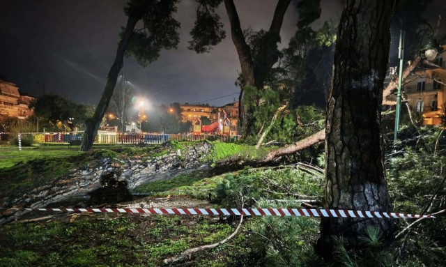 Ιωάννινα: Η κακοκαιρία ξερίζωσε πεύκο στο πάρκο Γηροκομείο