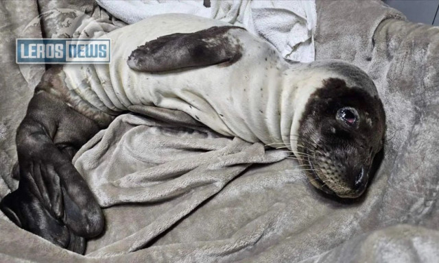 Λέρος: Δραματική διάσωση ετοιμοθάνατης φώκιας 30 ημερών - Βίντεο
