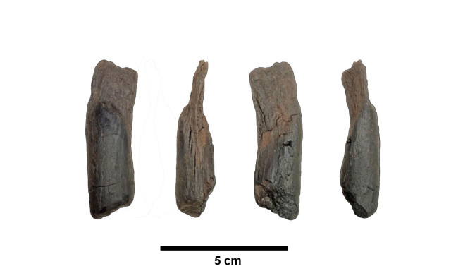 Τα αρχαιότερα ξύλινα εργαλεία παγκοσμίως εντοπίστηκαν στην Αρκαδία: «Ιδανικές συνθήκες» στην περιοχή