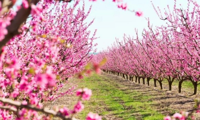 Οικογένεια χάρισε αγροτεμάχιο σε ολόκληρο χωριό: «Να μοιραστεί σε όλους»