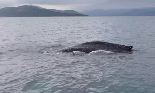 Φάλαινα στον Παγασητικό: Πιθανώς τραυματισμένη και σε κίνδυνο, λέει το λιμεναρχείο Βόλου