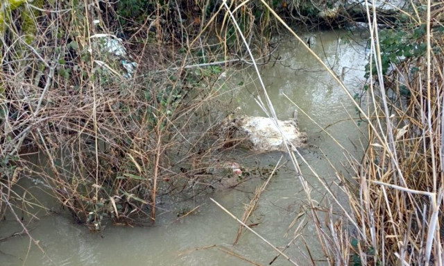 Βόνιτσα: Νεκρά πρόβατα εντοπίστηκαν στον Αμβρακικό κόλπο - Δεύτερη περίπτωση σε μία ημέρα