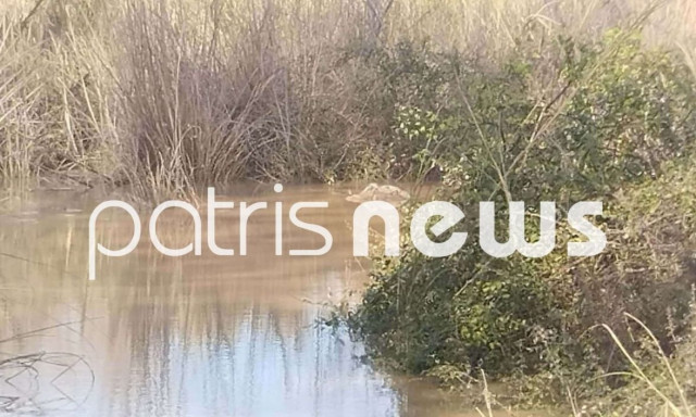 Συναγερμός στον Αλφειό ποταμό: Πάνω από δέκα νεκρά πρόβατα σε προχωρημένη αποσύνθεση
