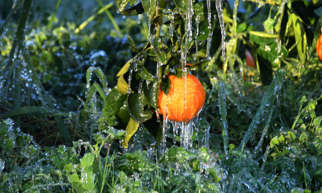 ΕΛΓΑ: Πληρωμή 6,4 εκατ. ευρώ για ζημιές από τον παγετό την Άνοιξη του 2025