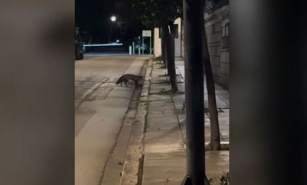 Αλεπού εισέβαλε στο Μέγαρο Μαξίμου