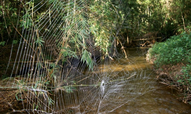 Επιστήμονες ανακάλυψαν αράχνη που φτιάχνει ιστούς 24 μέτρων με «αλεξίσφαιρο» μετάξι
