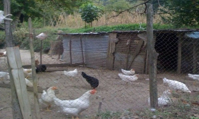 Πρόστιμο 700.000 ευρώ για τη θανάτωση 14 ορνιθών στη Ρόδο