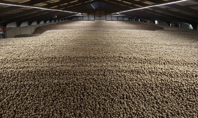 Πατατο-πλημμύρα στη Γερμανία: Ρεκόρ συγκομιδής πυροδοτεί μαζική δωρεάν διανομή στο Βερολίνο