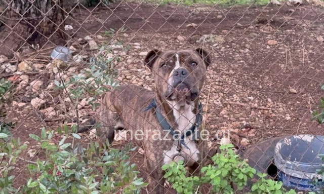 Ζάκυνθος: Δεν θα θανατωθεί το πίτ μπουλ που επιτέθηκε στο δίχρονο παιδί