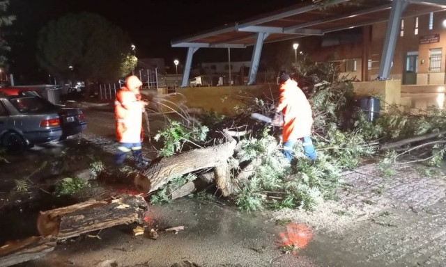 Κρήτη: Δέντρα έπεσαν στο Καστέλι από τους ισχυρούς ανέμους
