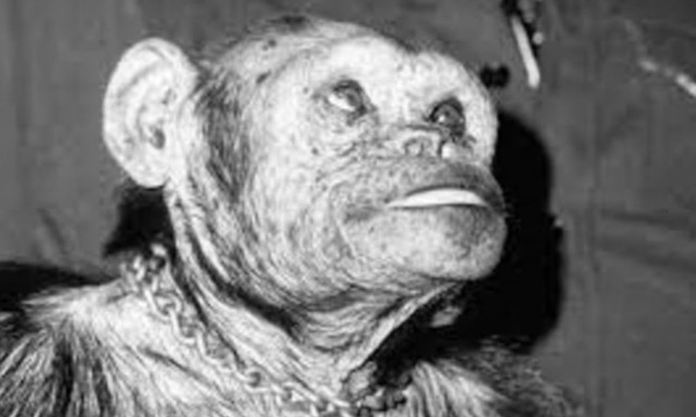 Η ιστορία του Όλιβερ: Ο χιμπαντζής που θα έλυνε τον εξελικτικό γρίφο και το τραγικό τέλος του