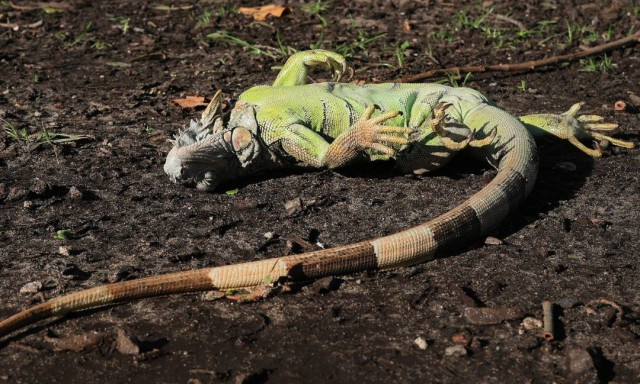«Βροχή» από ιγκουάνα στη Φλόριντα- Πέφτουν από τα δέντρα λόγω κρύου