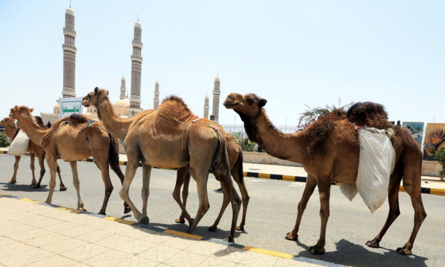 Σαουδική Αραβία: Οι καμήλες πλέον αποκτούν διαβατήρια - Ποιος είναι ο στόχος των αρχών