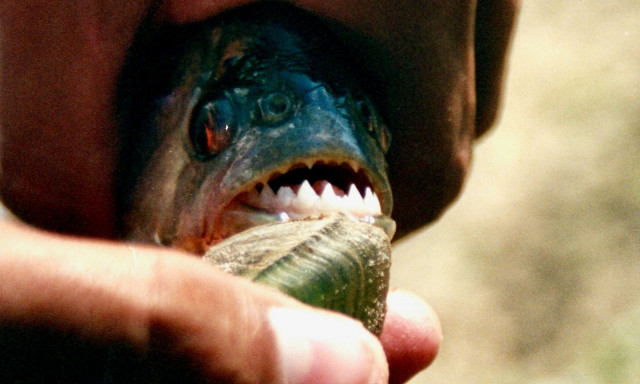 Μαζική επίθεση πιράνχα στην Αργεντινή: Πάνω από 40 τραυματίες, ένας ακρωτηριασμός