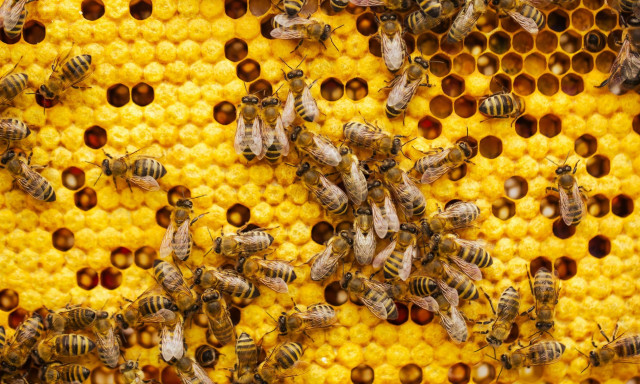 Καλά και κακά νέα: Οι μέλισσες διασώζονται - Αλλά... το λάθος είδος!