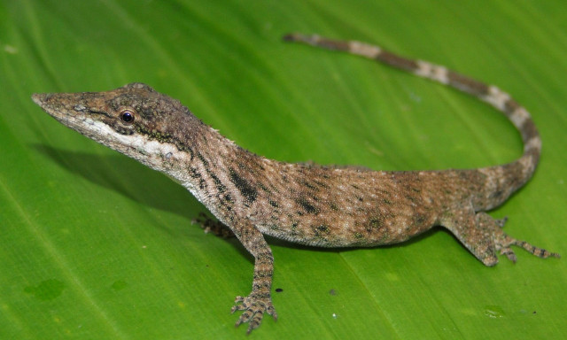 Περού: Επιστήμονες ανακάλυψαν σαύρα μετά από 150 χρόνια εξαφάνισης του είδους