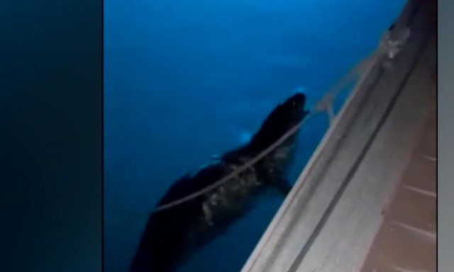 Φώκια εθεάθη στο στο λιμάνι του Παραλίου Άστρους - Βίντεο