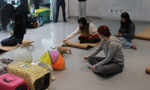 Θεραπεία με… γατάκια ενάντια στο άγχος των εξετάσεων: Μία διαφορετική «ανάσα» για τους φοιτητές