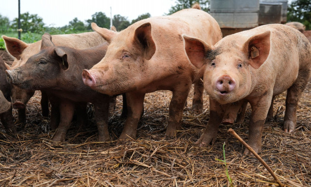 Ο χοιροτρόφος που προσέλαβε για να ταΐσει στα γουρούνια ερωτικό αντίζηλό του ήταν πράκτορας του FBI